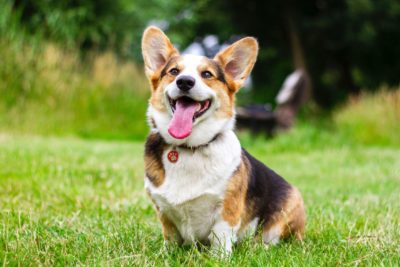 Corgy Dog